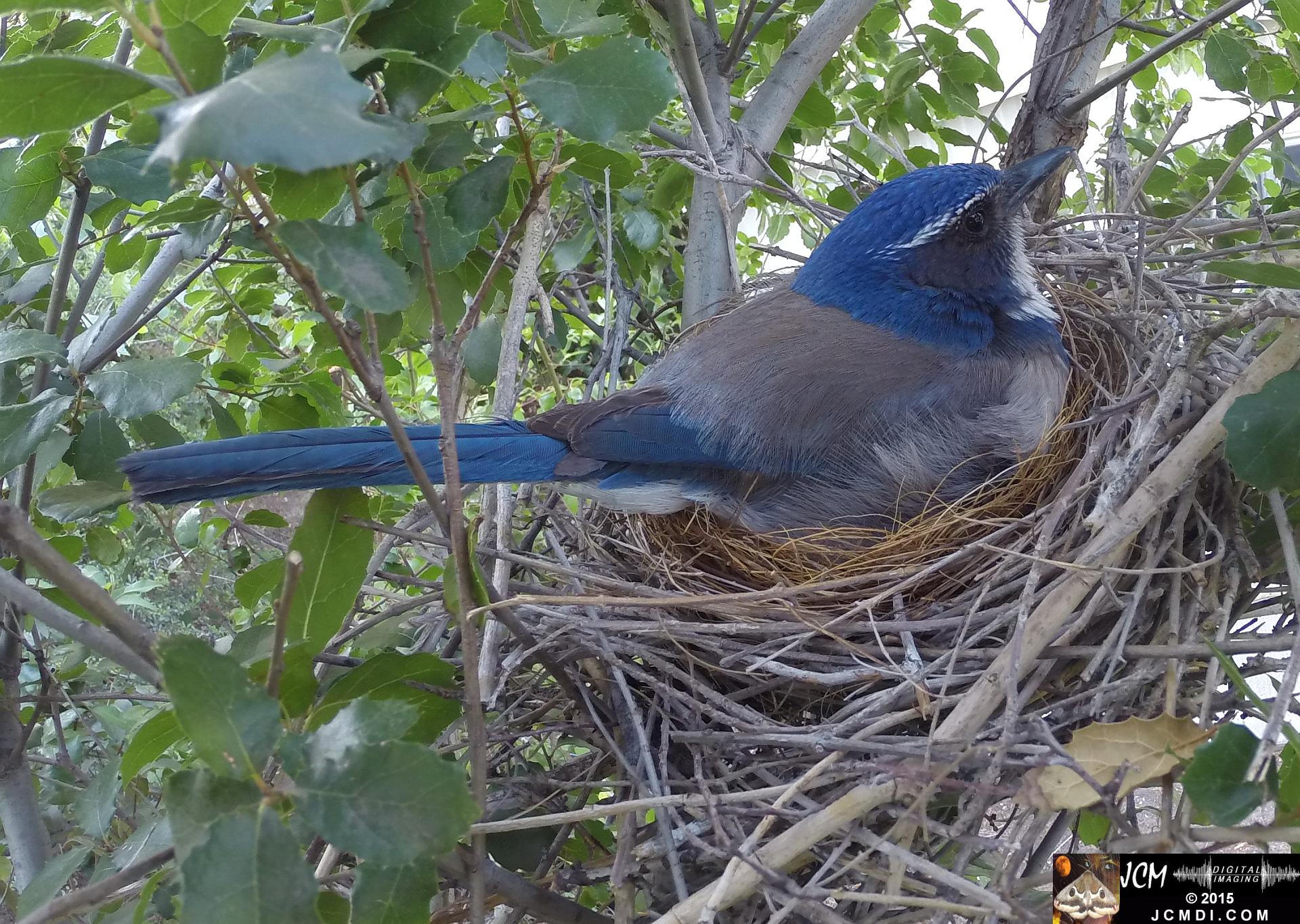 Female Scrub Jay on nest Documentary GoPro Hero3+ Black polecam 4-4-2015 Santa Clarita JCMDI.COM